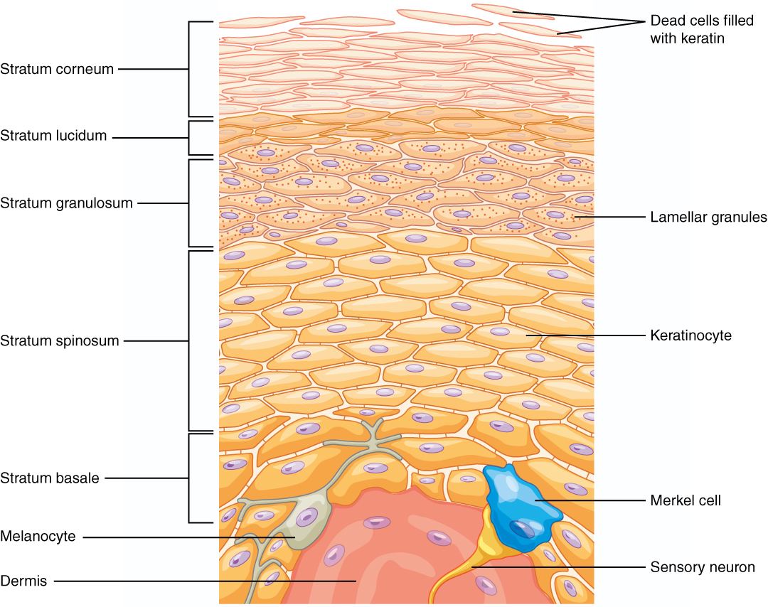 Layers of the epidermis in thick skin, from stratum basale up to stratum corneum.