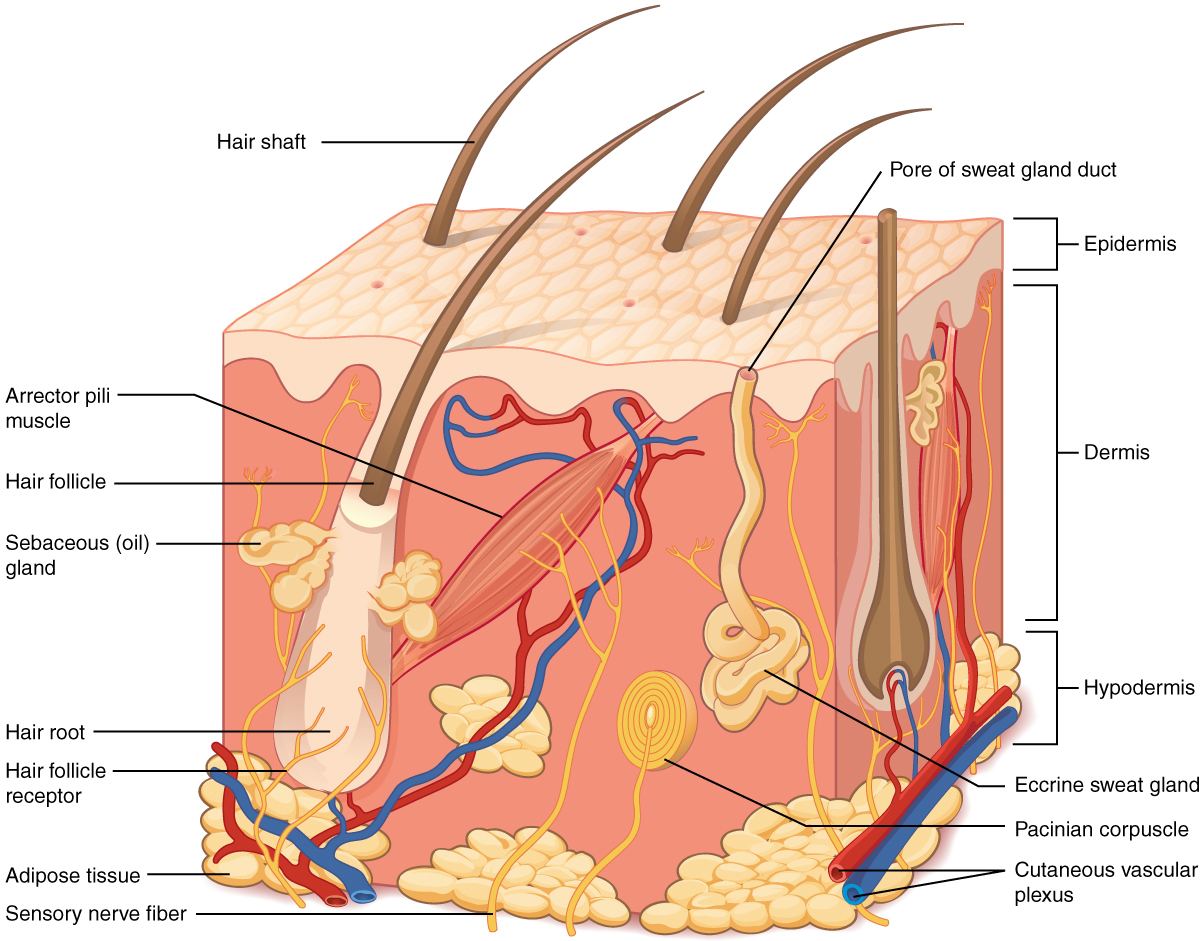 Layers of the skin: epidermis, dermis and hypodermis, with hair follicle, glands and vessels.